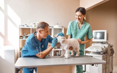 When Should My Pet Have Their First Dental Cleaning?