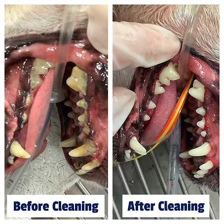dog teeth cleaning