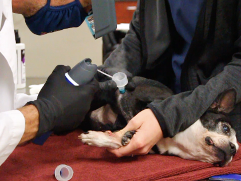 a person holding a syringe to a dog's ear<br />
a person holding a syringe to a dog's ear
